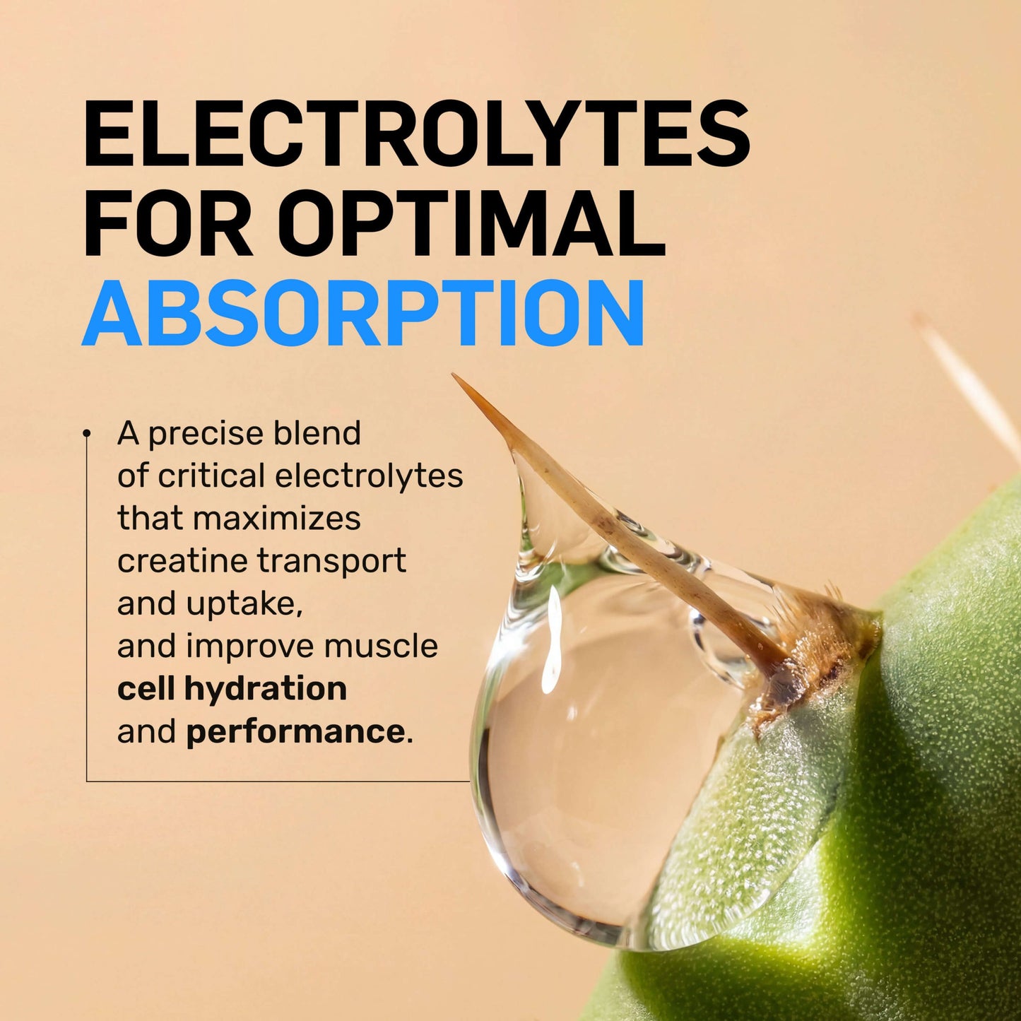 Raspberry Lime Creatine HCl Powder - Raspberry Lime for Simple Pre- or Post-Workout Routines